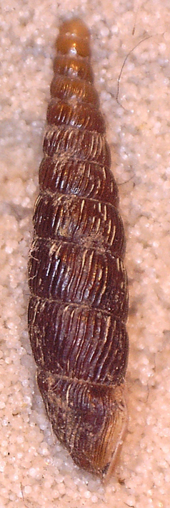 Clausilia dal Cansiglio